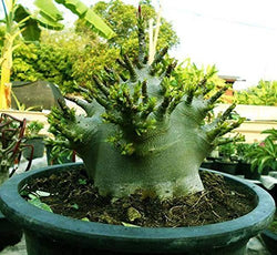 Adenium Arabicum Torpedo X MKMK Pack of 3 Seeds