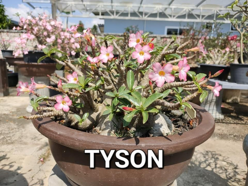 Adenium Arabicum Tyson Pack of 3 seeds