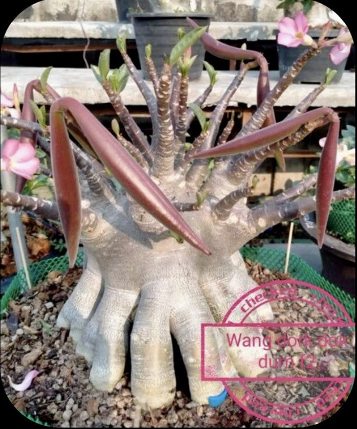 Adenium Arabicum Wang Dork Dok Pack Of 3 seeds