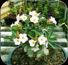 Adenium Arabicum White House Pack of 3 seeds