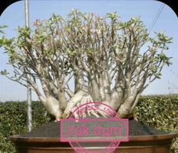 Adenium Arabicum Yak Dum Pack of 3 seeds