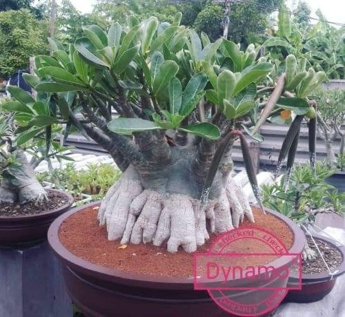 Adenium Arabicum Dynamo Pack of 3 seeds